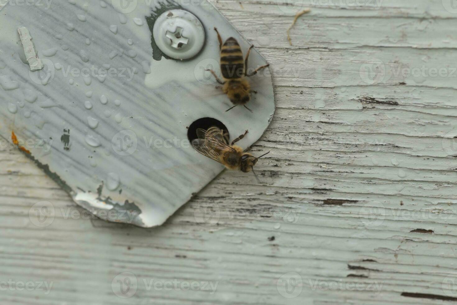 von Bienenstock Eingangsbienen Schleich aus. foto