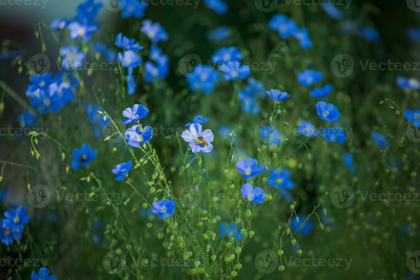 Blau groß Blumen von Garten Linum Perenne, mehrjährig Flachs, Blau Flachs oder Fussel gegen Sonne. dekorativ Flachs im Dekor von Garten Parzelle. Blumenbeet mit klassisch Blau Blumen. foto