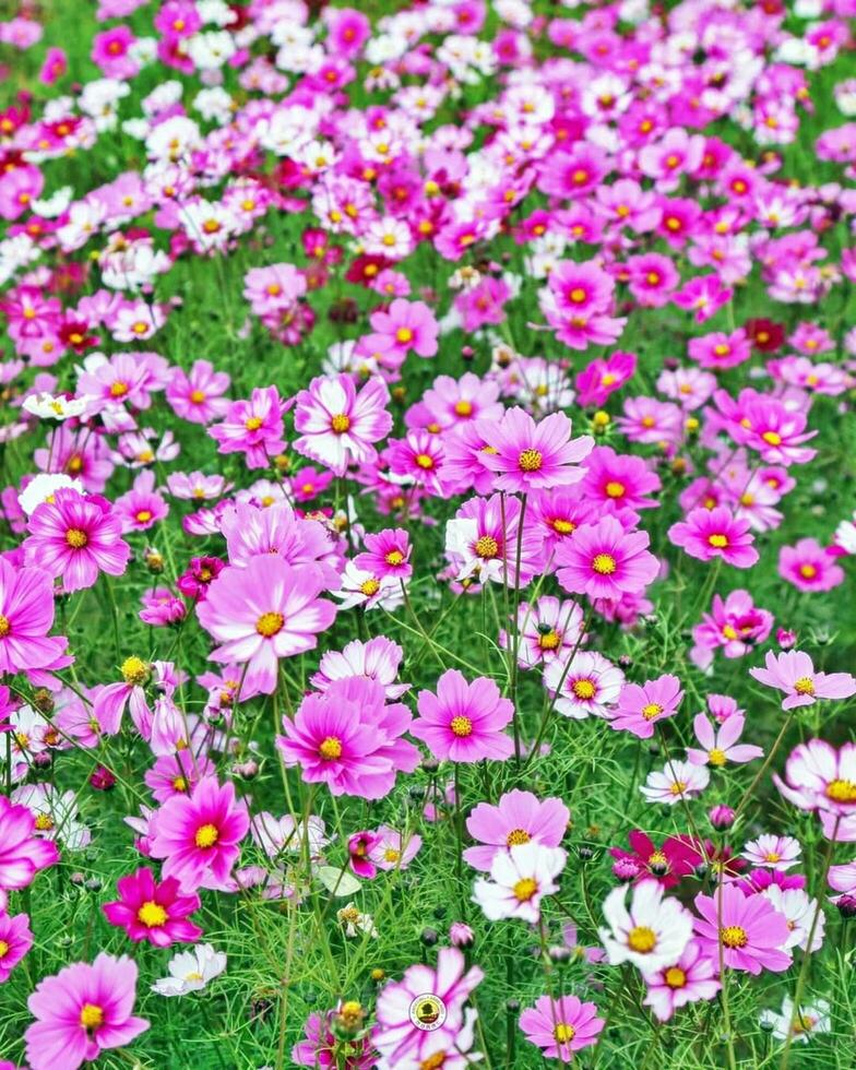 ein Pflanze mit Rosa und Grün Blätter im ein Topf foto