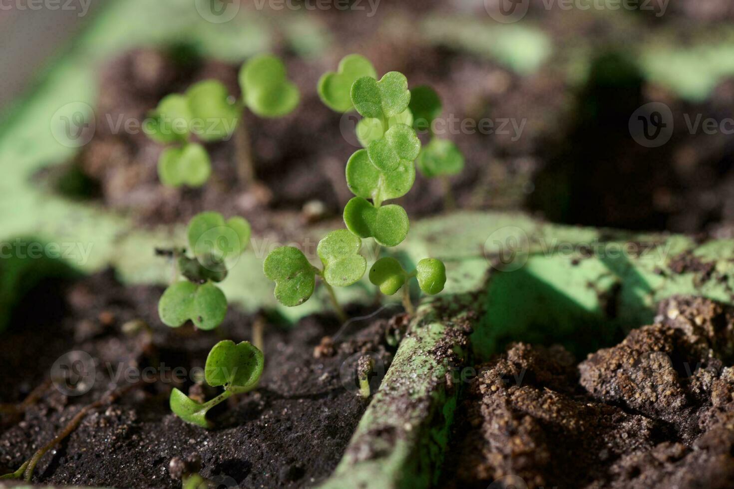 jung Rucola Sprossen im Töpfe zum Sämlinge. sprießen Saat von foto