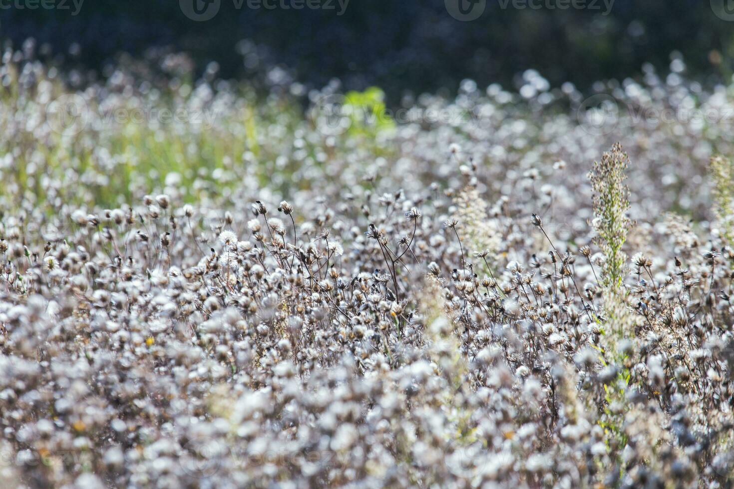 Feld mit Weiß flauschige Pflanzen foto