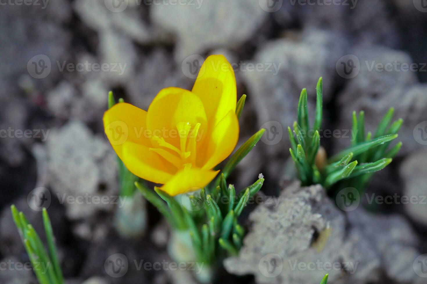 Krokus, Krokusse oder Kroki Das blüht im das Wiese. bauchig Pflanze zu schmücken Blume Betten. Honig Pflanzen Ukraine. foto