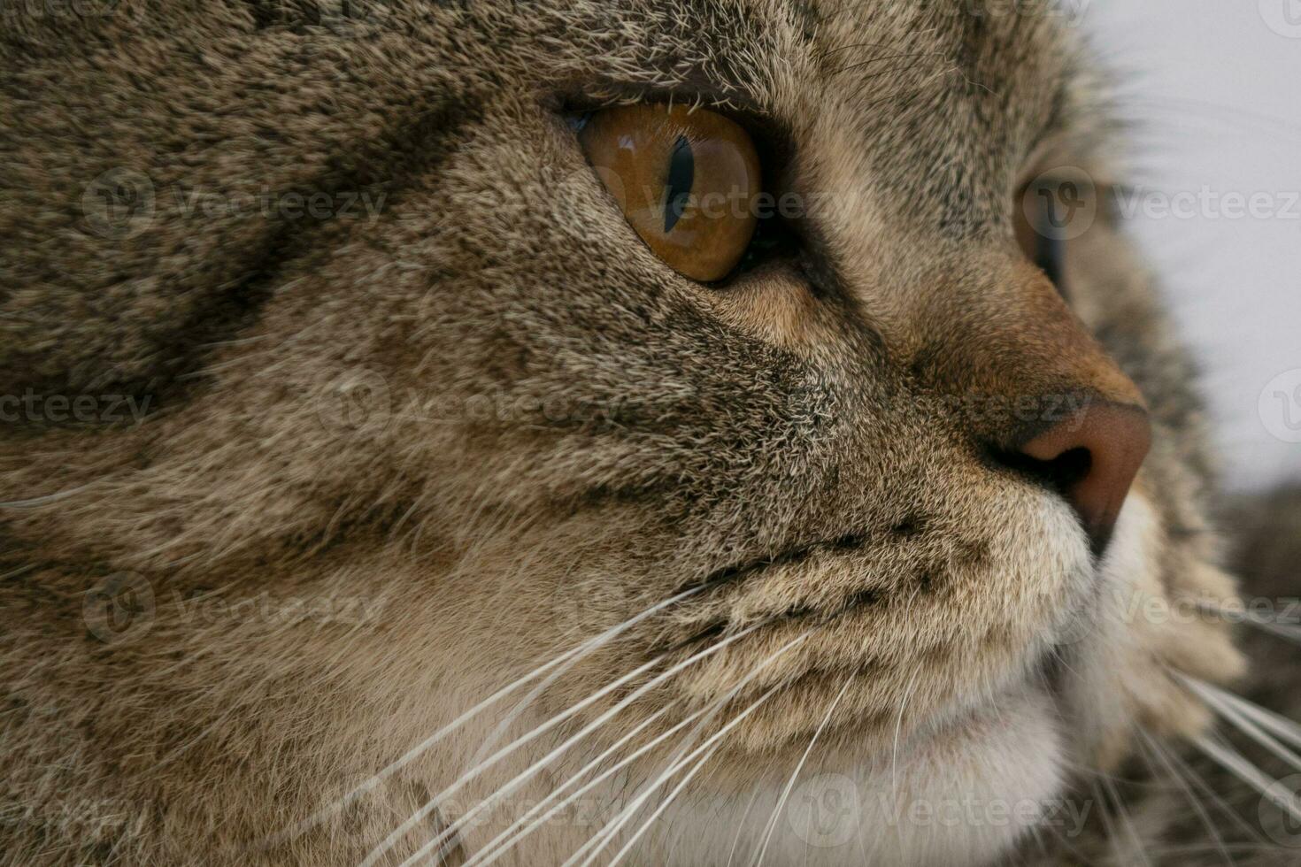 Banner von ein schließen oben von ein Tabby Katze Gesicht mit braun Augen und Nase foto