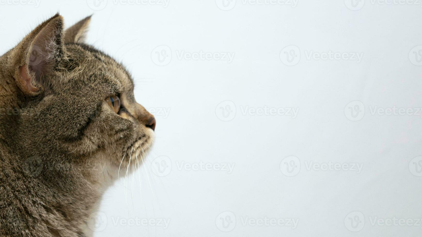 komisch schön schottisch Katze Nahansicht Porträt suchen beim Kamera auf grau Hintergrund foto