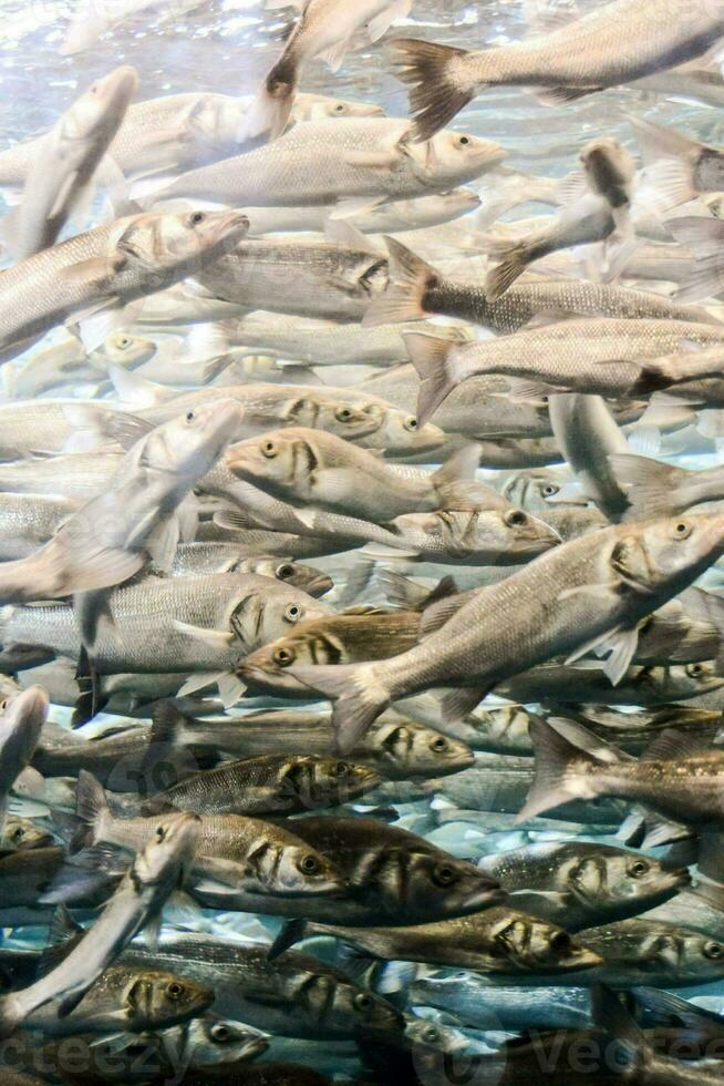 ein groß Gruppe von Fisch Schwimmen im ein groß Panzer foto