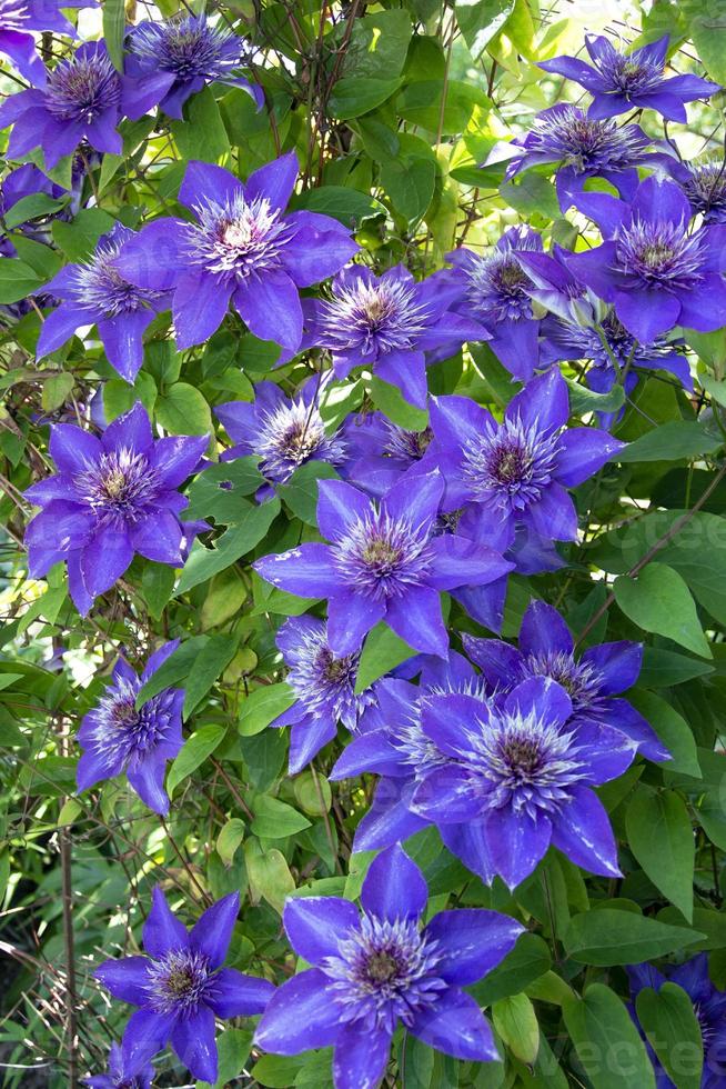 blaue Clematis auf einem Hintergrund von grünen Blättern. selektiver Fokus. foto