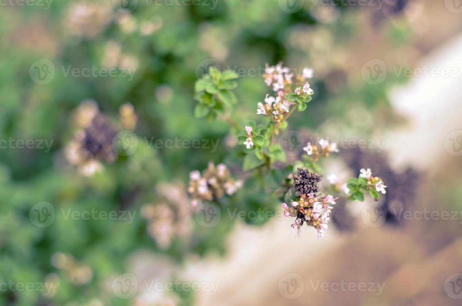 Thymus serpyllum blüht im Garten, Nahaufnahme foto