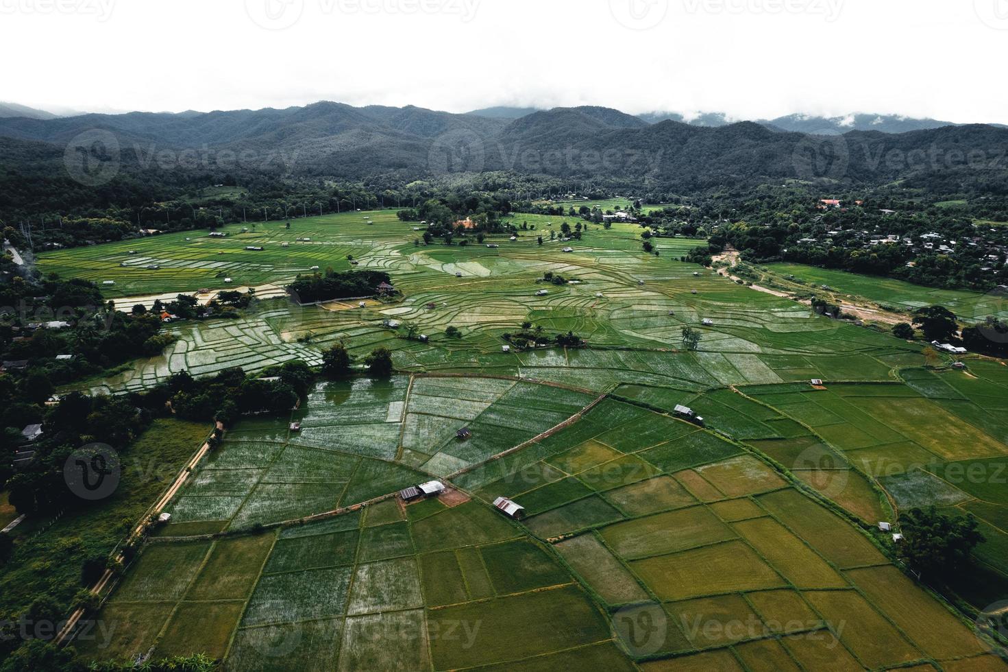 Landschafts-Reisfeld in Asien, Luftaufnahme von Reisfeldern foto