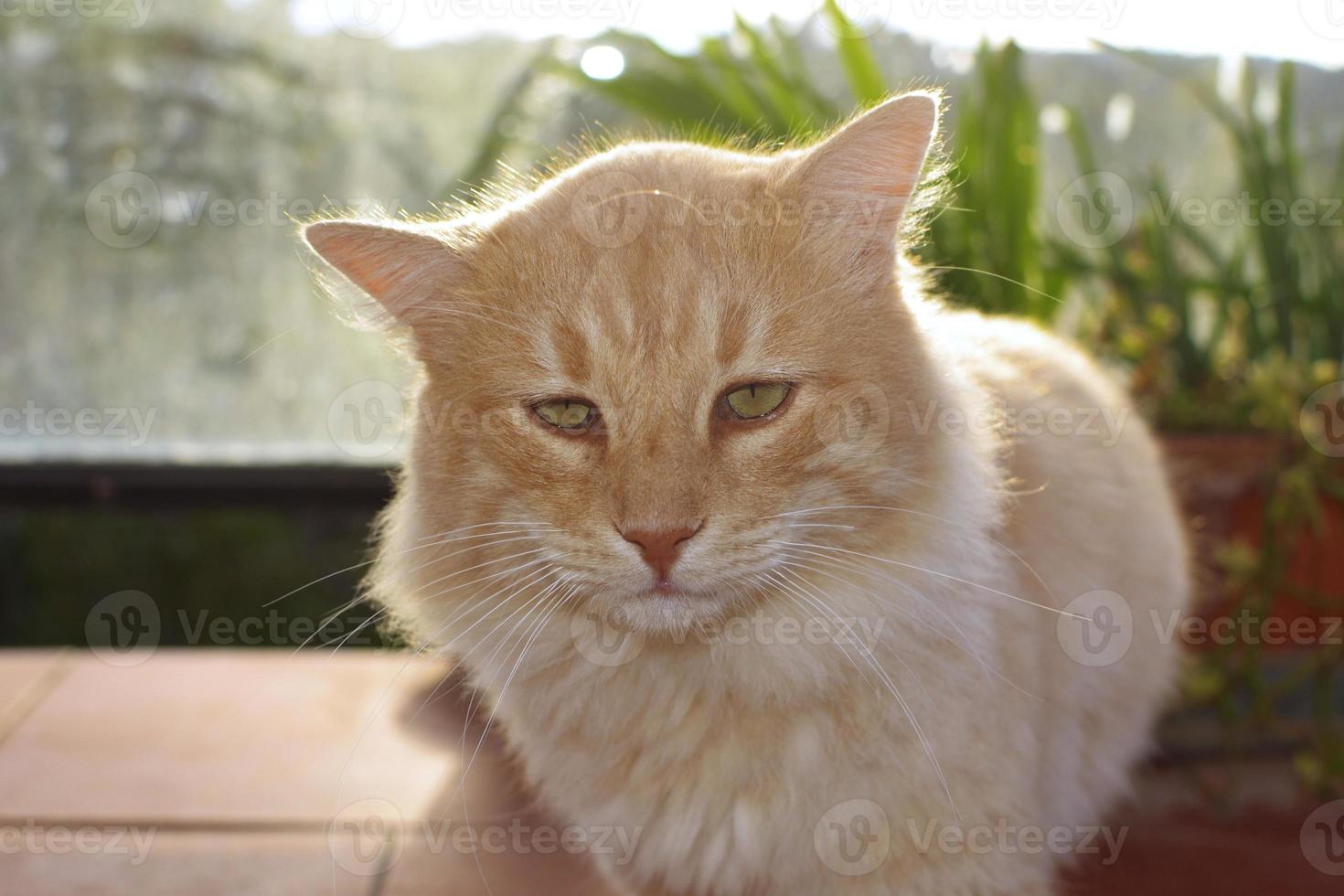 halbhaarige honigfarbene Hauskatze foto