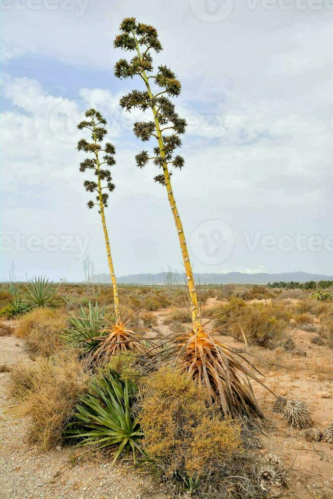 zwei hoch Pflanzen im das Wüste mit ein Blau Himmel foto