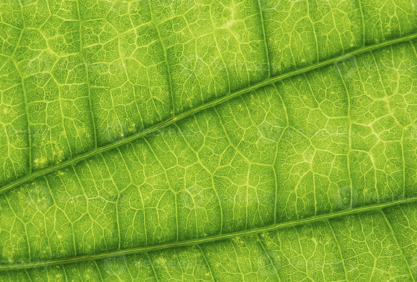 grünes Blatt Textur Hintergrund. Nahaufnahme. Naturkonzept foto