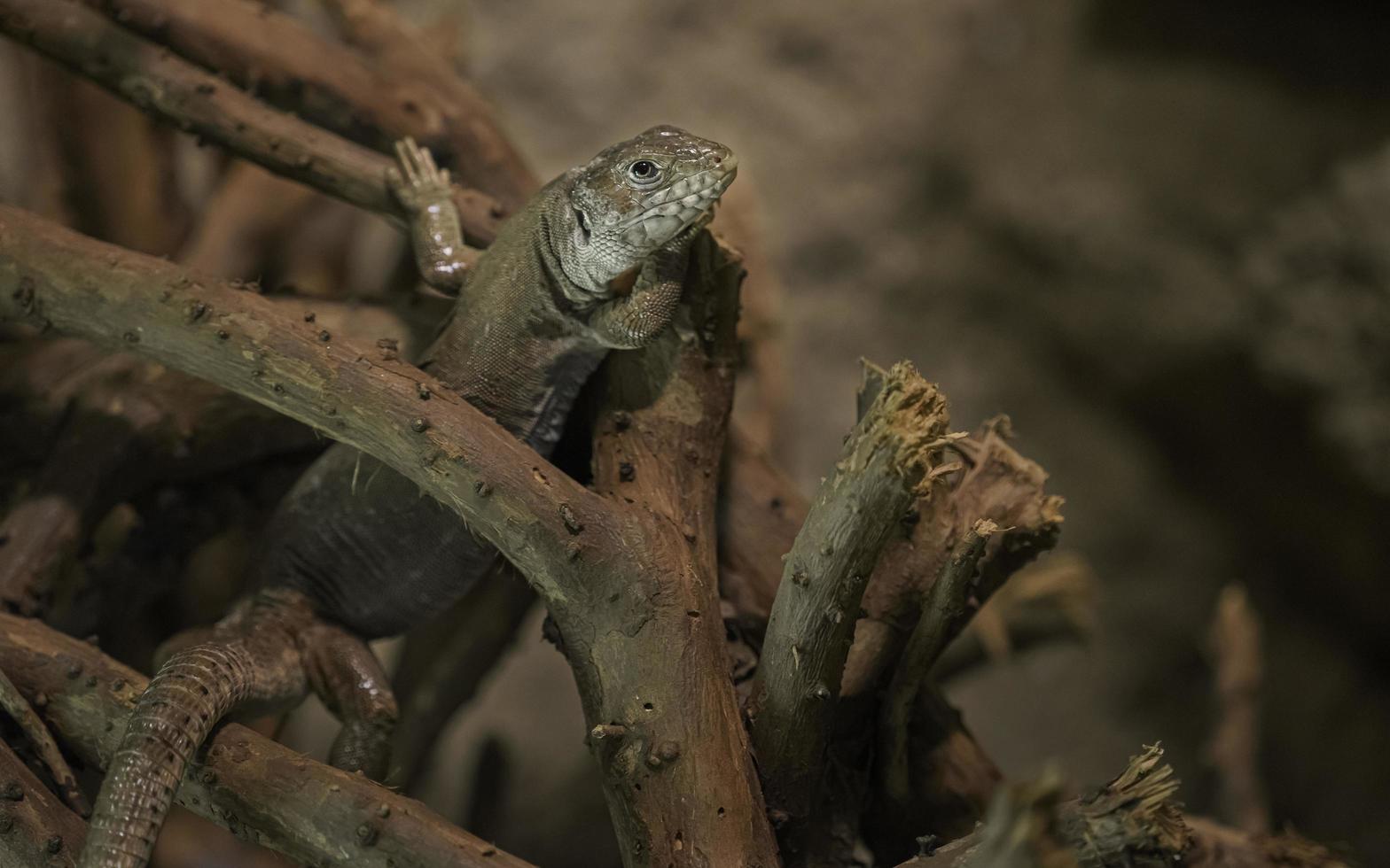 Timon Pater zwischen Zweigen foto