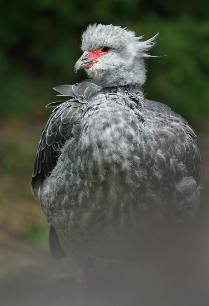 Porträt des südlichen Schreiers foto