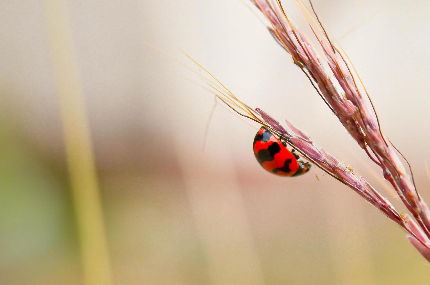 Nahaufnahme von Marienkäfer im Garten. foto