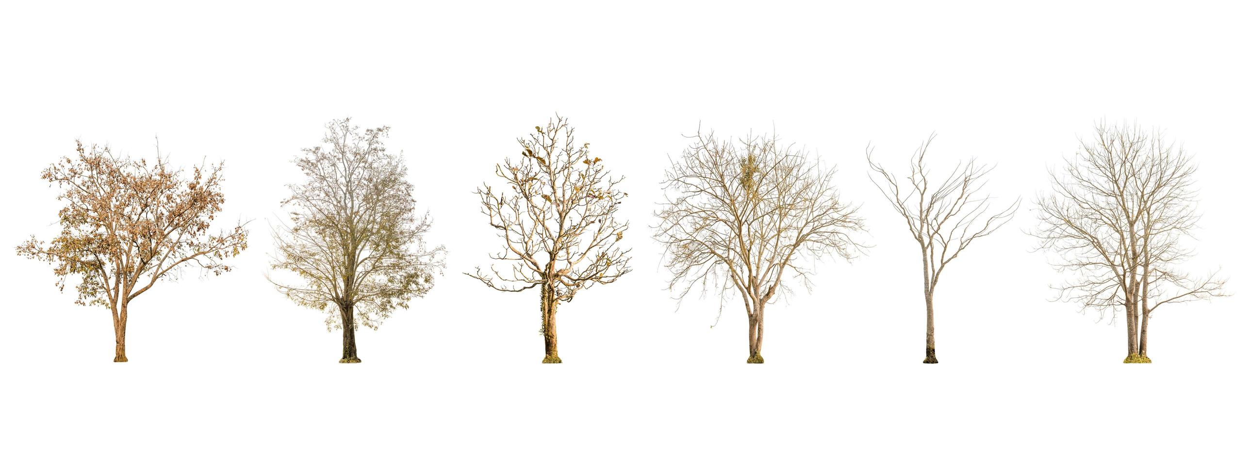 Satz trockener Baumform und Ast auf weißem Hintergrund für isolierte foto