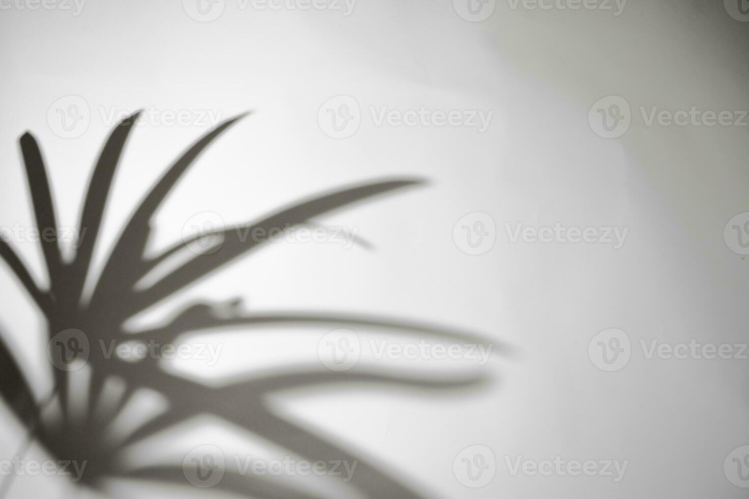 Palme oder Bambus Palme, Wind weht Grün Palme Blatt und Schatten Zier Pflanzen absorbieren Toxine auf Weiß Mauer verwischen Hintergrund, foto