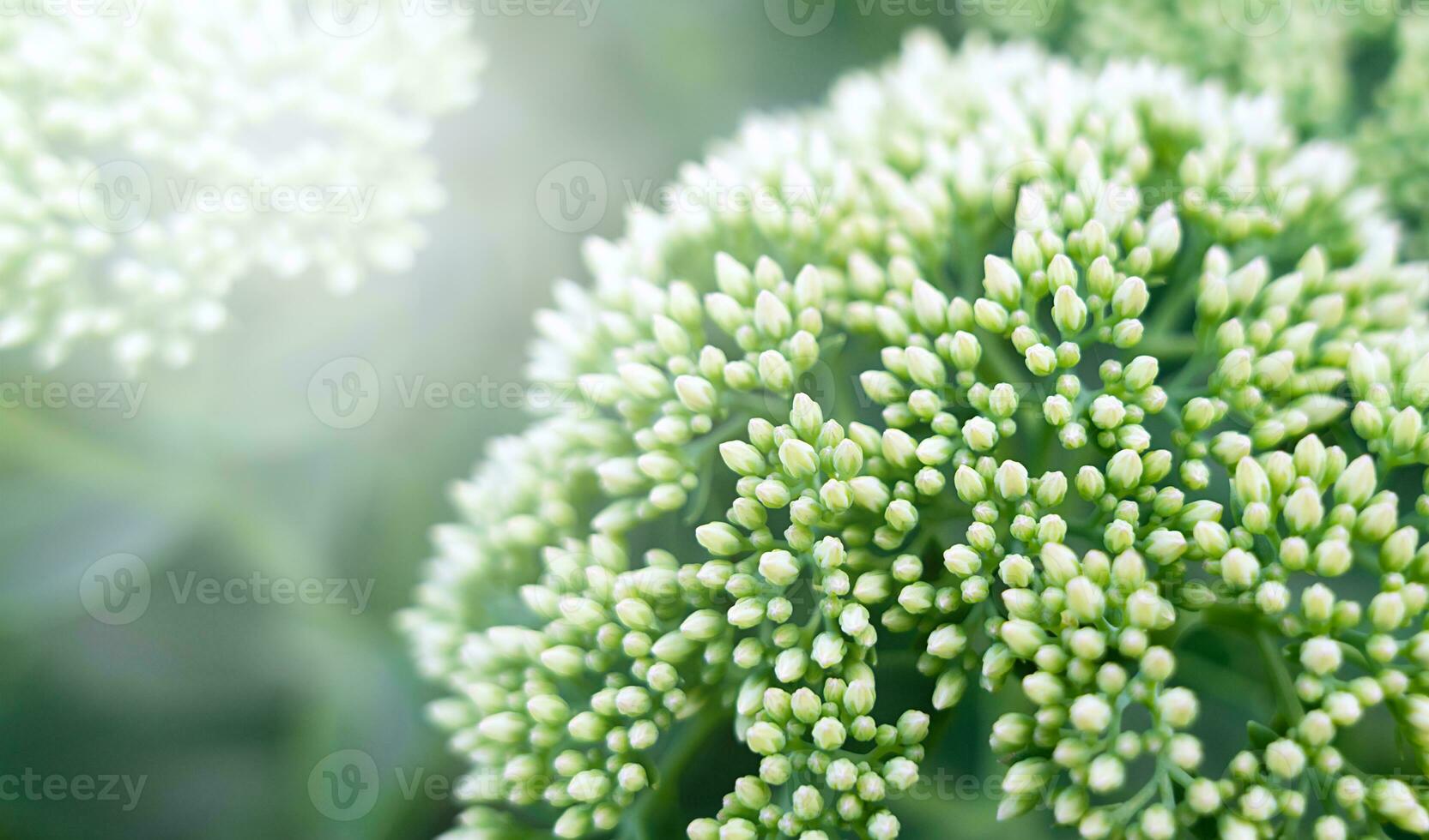 Weiß Blume mit viele klein Knospen. natürlich Hintergrund. Nahansicht. selektiv Fokus. foto