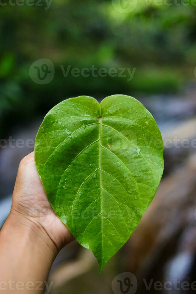 Hand, die ein herzförmiges Blatt hält foto