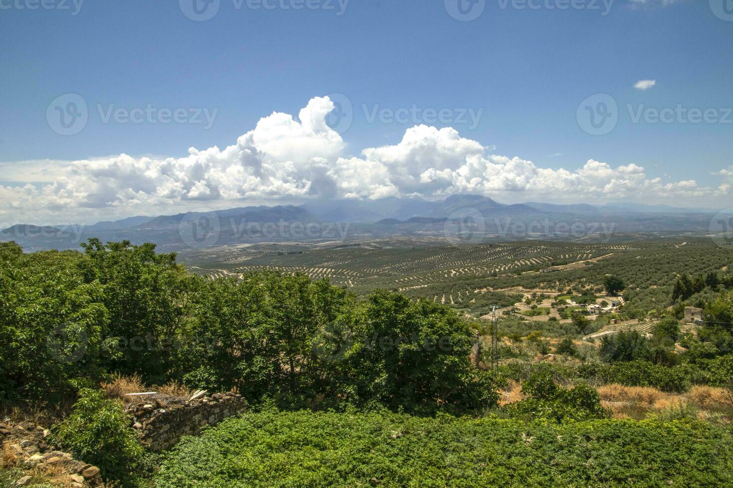Aussicht von Olive Haine und Landschaft im Ubeda, jaen Provinz, Andalusien, Spanien. das Olive Haine von das Sierra de Cazorla sind ein fesselnd Schauspiel zu erblicken. foto