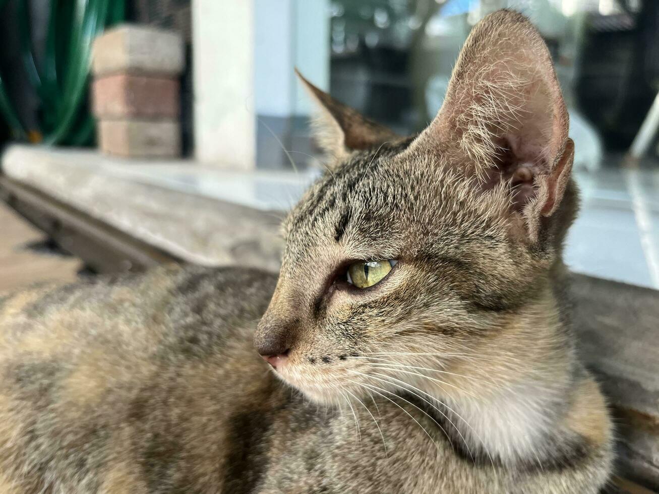 gestreift dunkel braun belegt Katze von Seite Gesicht Profil Sicht. streunend wild indonesisch lokal Katze mit Grün Augen. wild Tier katzenartig Haustier Fotografie isoliert auf halb draussen Hintergrund. foto