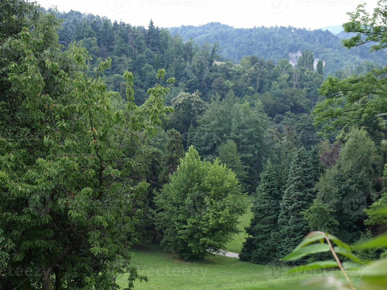 Bäume auf einem Hügel foto