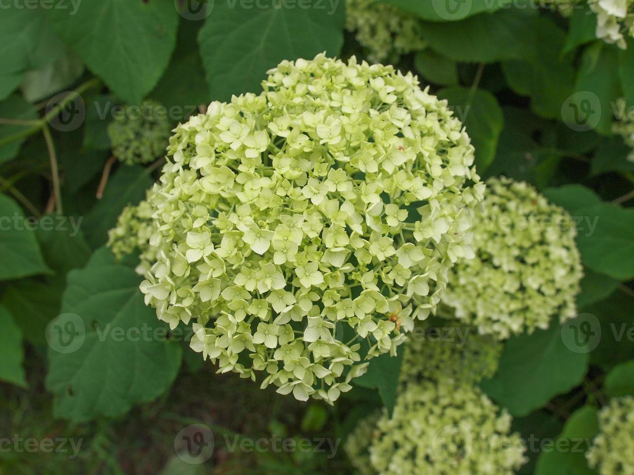 weiße Hortensienblüte foto