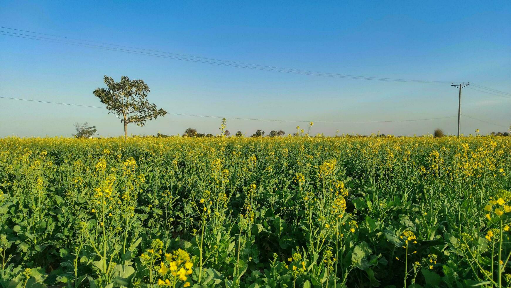 Raps Senf Ernte Feld ländlich Bereich im Pakistan foto