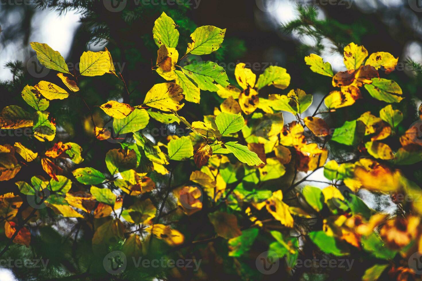 Herbst Blätter auf Baum foto