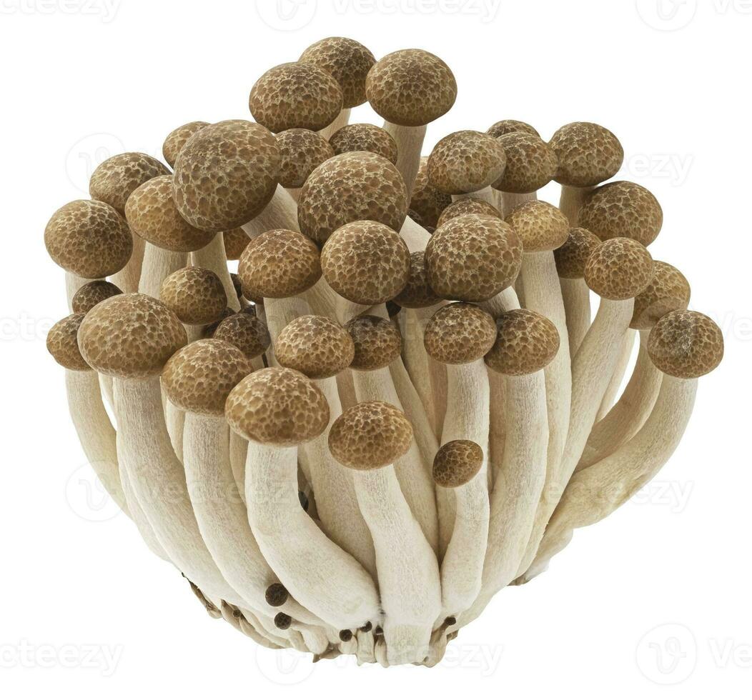 Shimeji Pilz, braun Buche Pilze isoliert auf Weiß Hintergrund foto