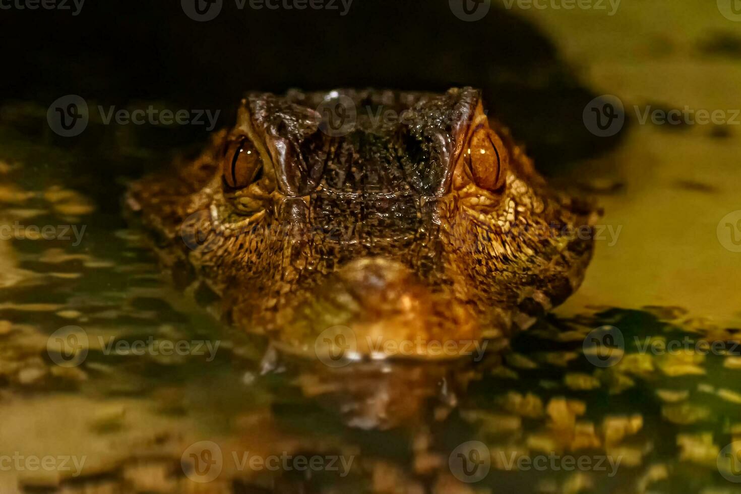 Krakodil Augen glattäugig Kaiman foto