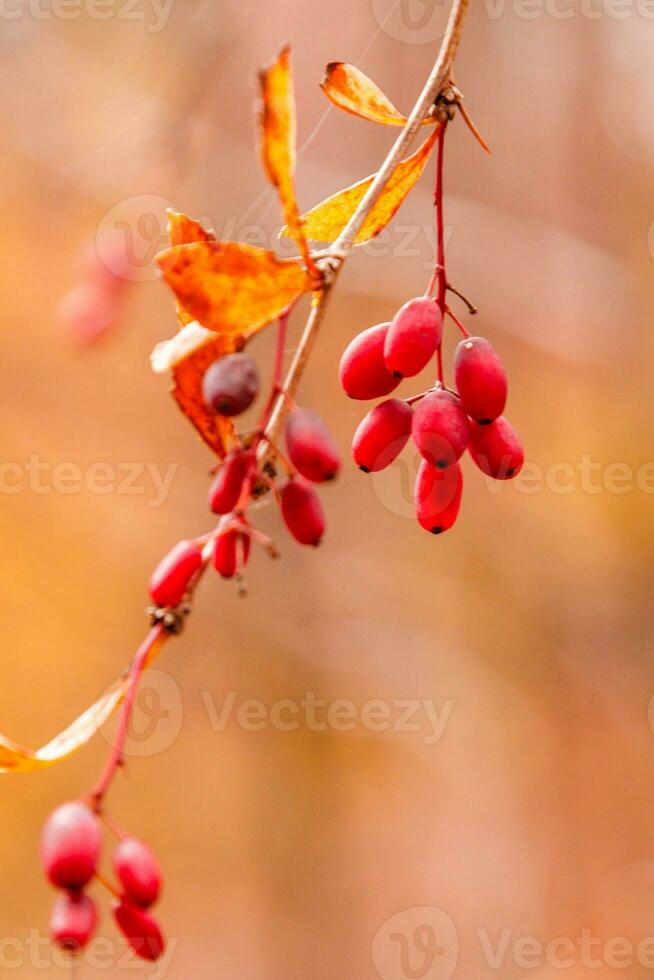 Herbst Geäst mit Blätter und rot Beeren auf Geäst foto