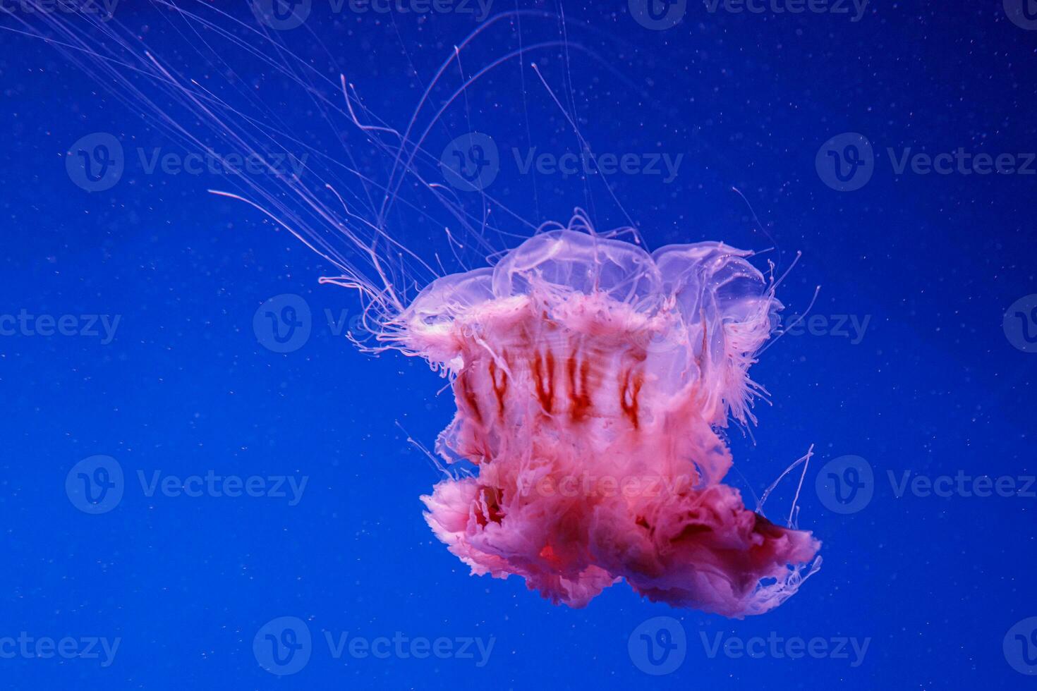 Makro von ein schön Qualle Cyanea capillata foto