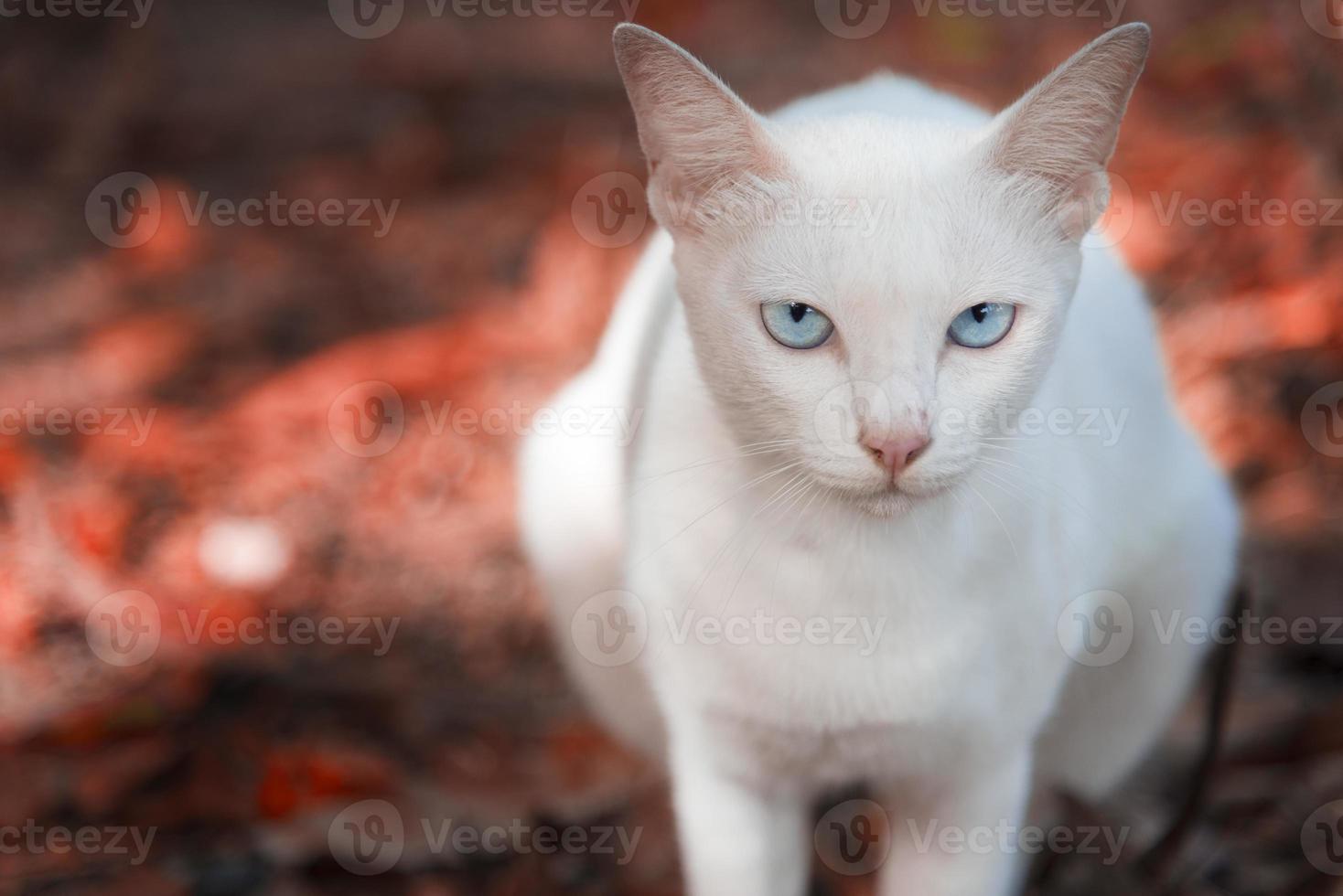 die weiße Katze starrt und sitzt auf dem roten Boden foto