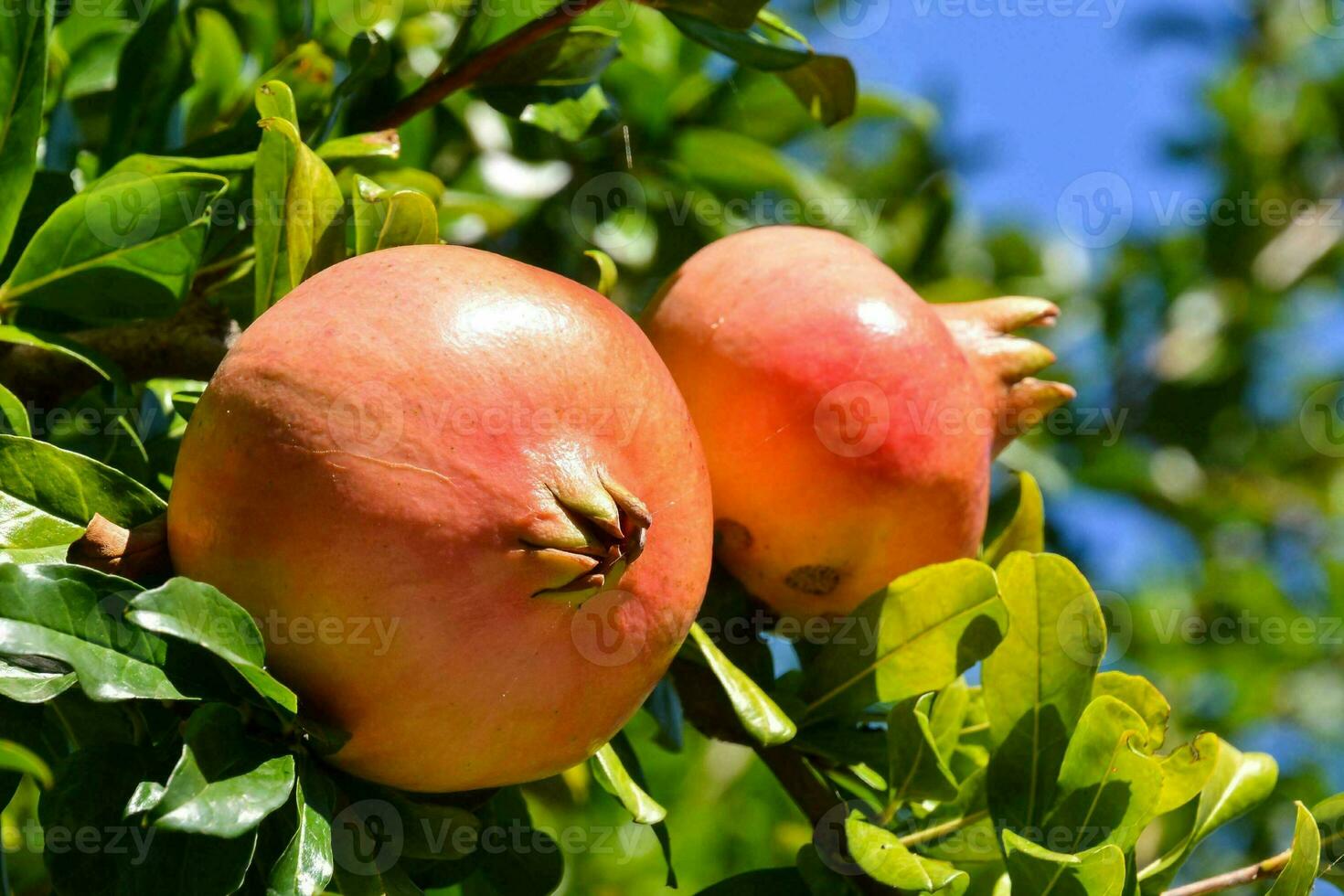 Granatäpfel auf das Baum foto