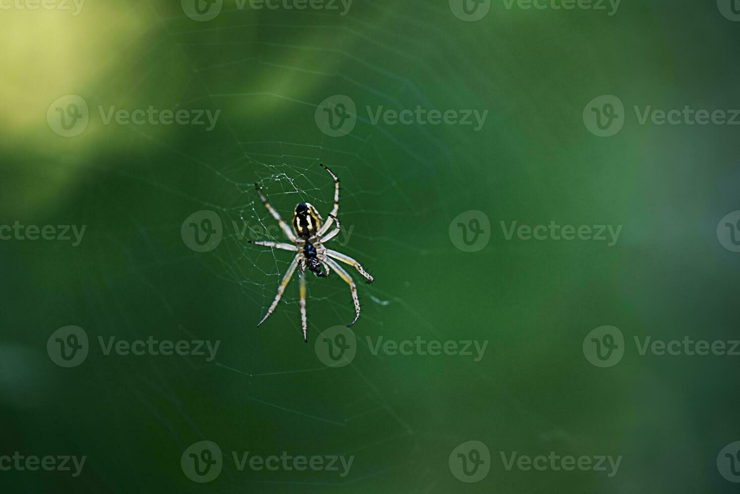 grau und braun Spinne auf ein Grün Hintergrund. Makro Foto von ein Spinne auf ein Netz.