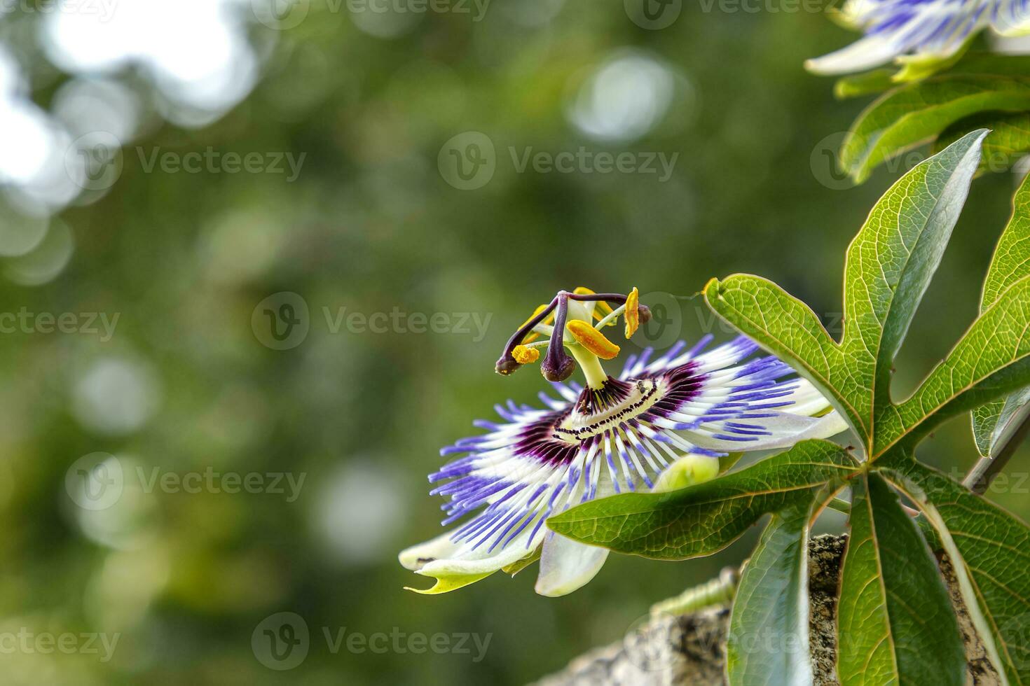 ein schließen oben von das Leidenschaft Blume, ein Besondere Blume Das blüht zum ein wenige Tage. Passiflora foto