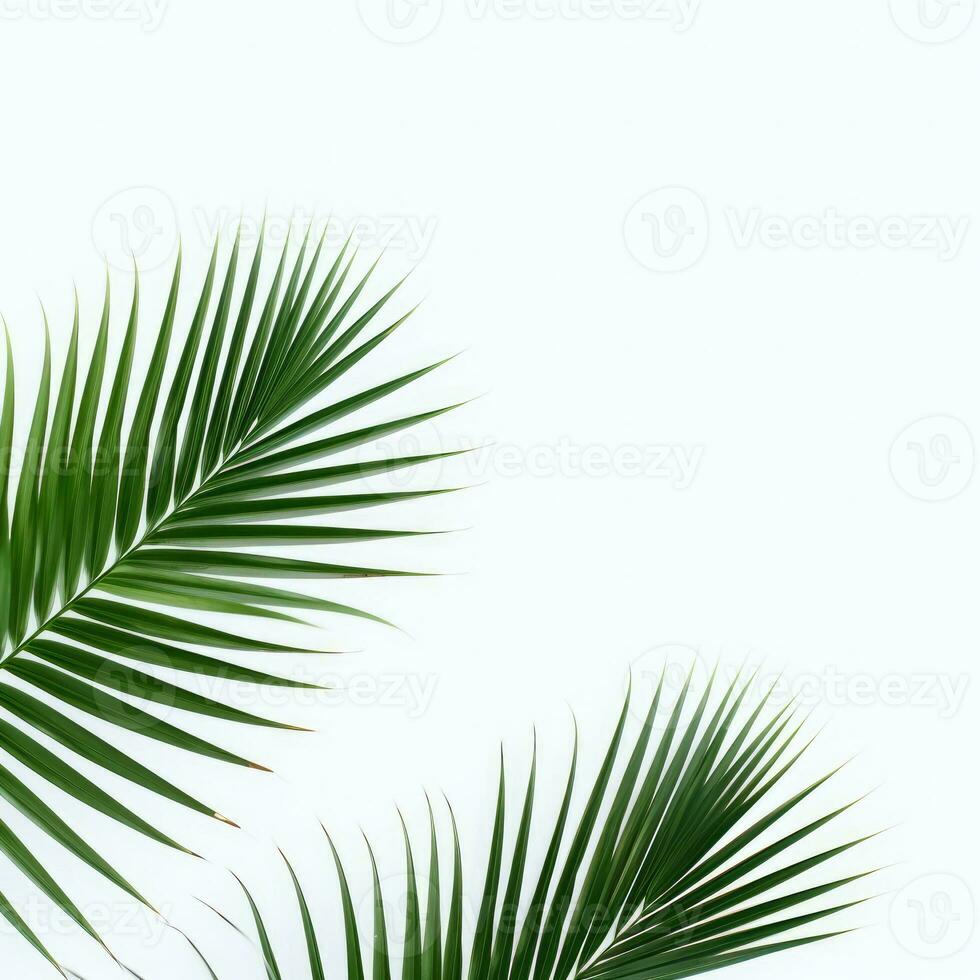 ai generativ Palme Blätter auf ein Weiß Hintergrund foto