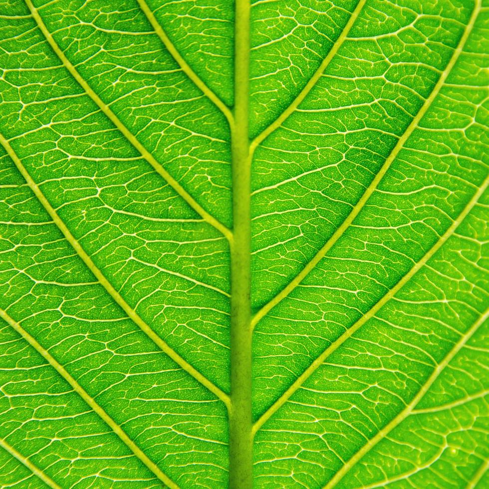 grüne Blätter Textur und Blattfaser, Hintergrund durch grünes Blatt. foto