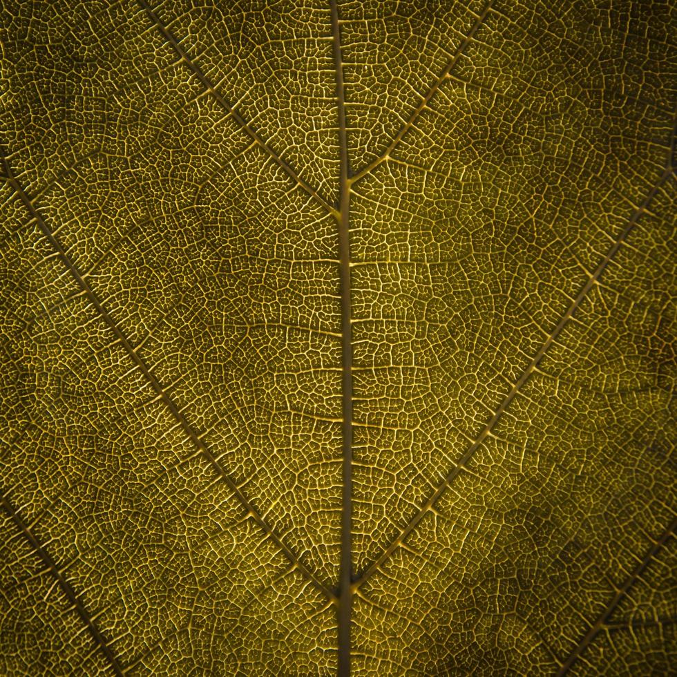 grüne Blätter Textur und Blattfaser, Tapete nach Detail des grünen Blattes foto