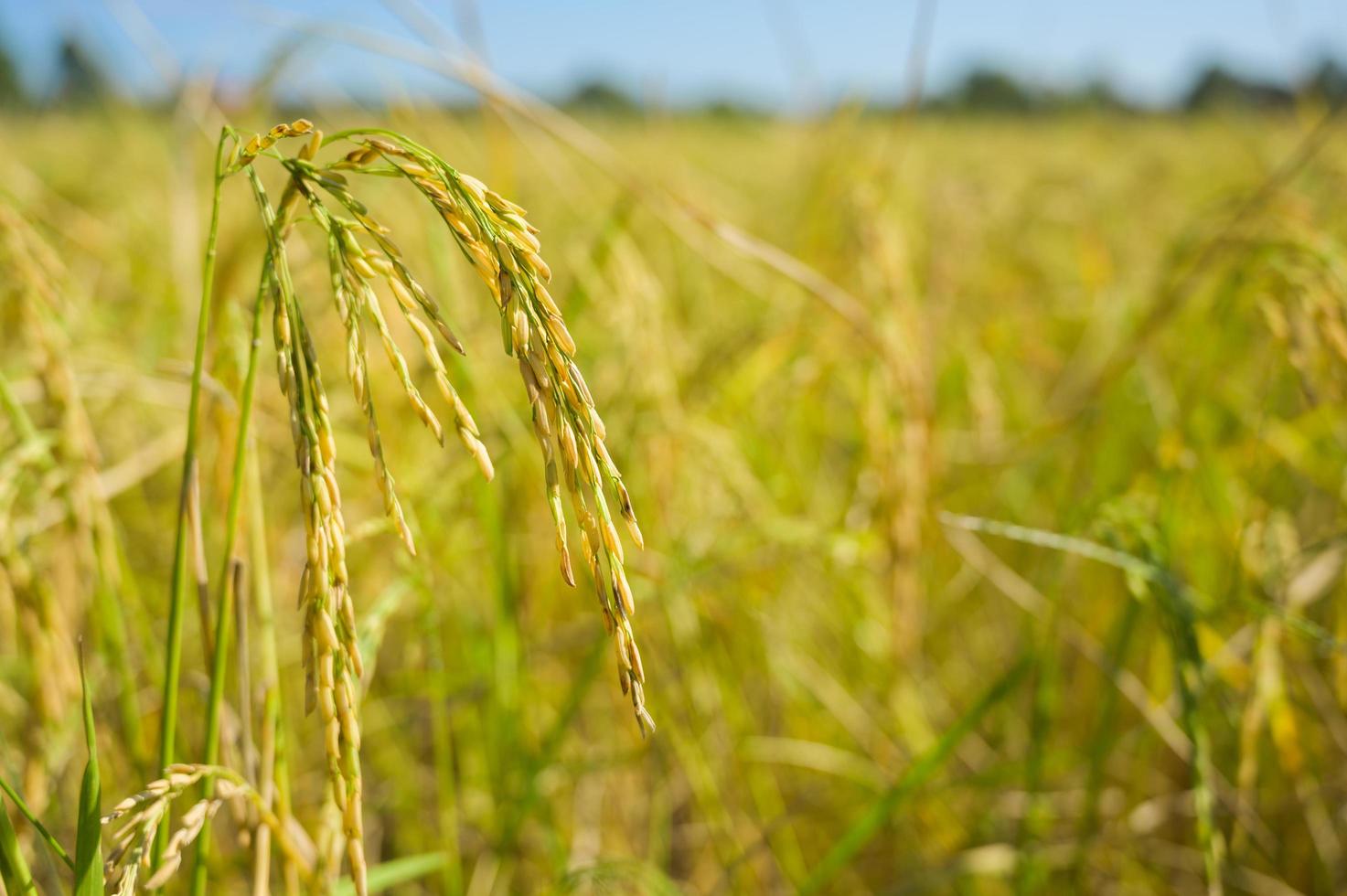 Reisfeld goldener Reisfarm Hintergrund foto