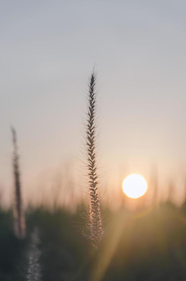 Grasblume im Garten mit Morgenlicht, Konzept des Wachsens des Lebens. foto