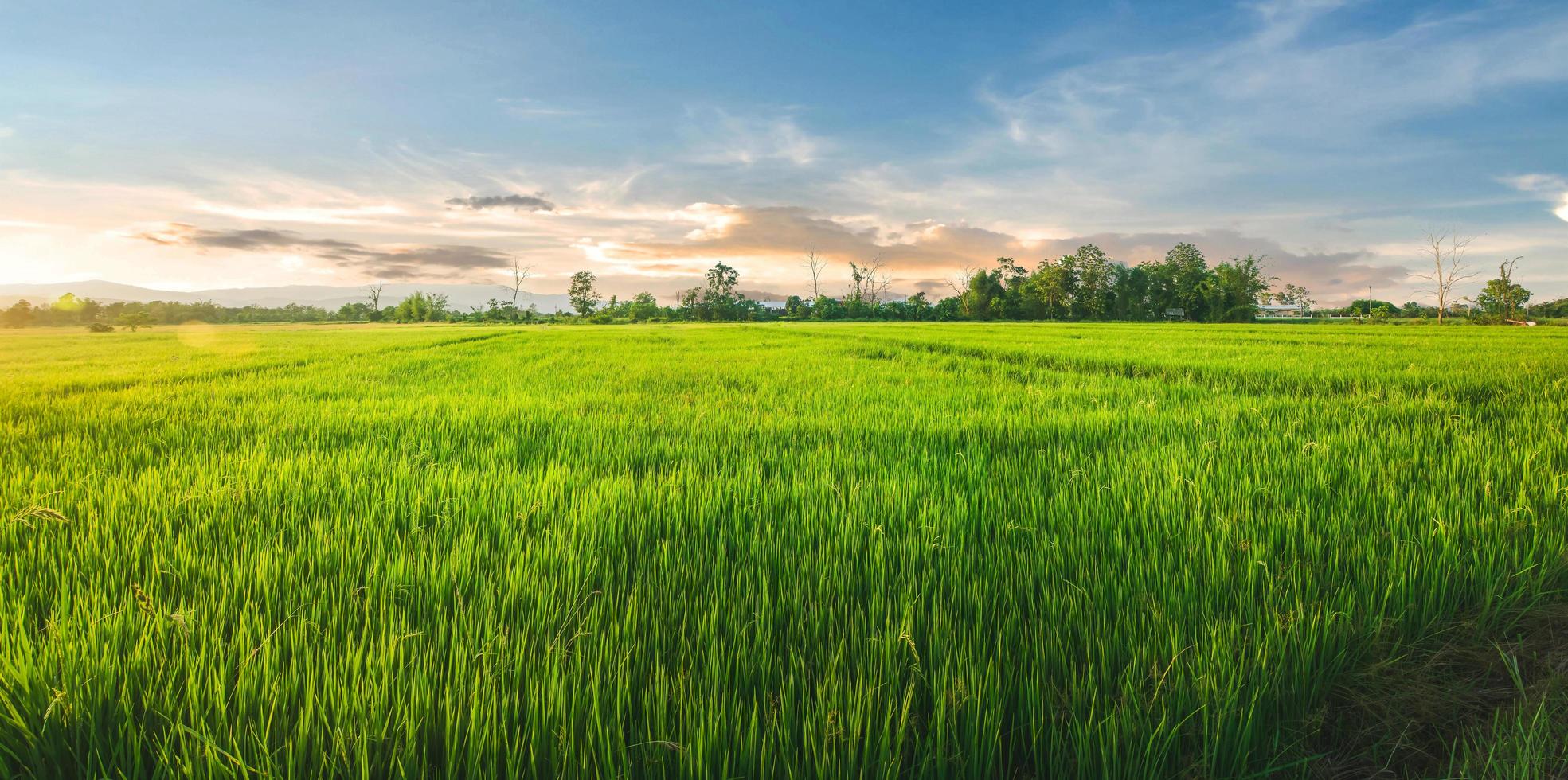 Landschaft aus Reis und Reissamen auf dem Bauernhof mit schönem blauem Himmel foto