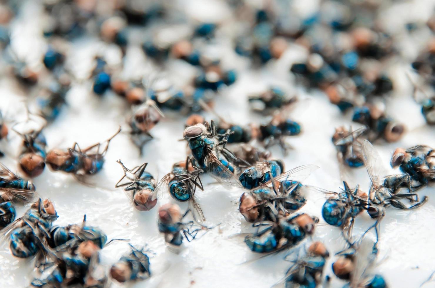 viele fliegen und schmutziges Insekt und tote Fliege oder Fliegenaas. foto