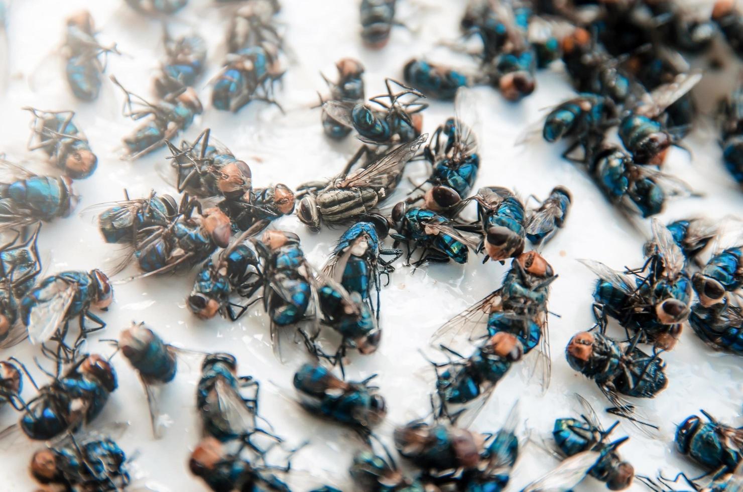 viele fliegen und schmutziges Insekt und tote Fliege oder Fliegenaas. foto