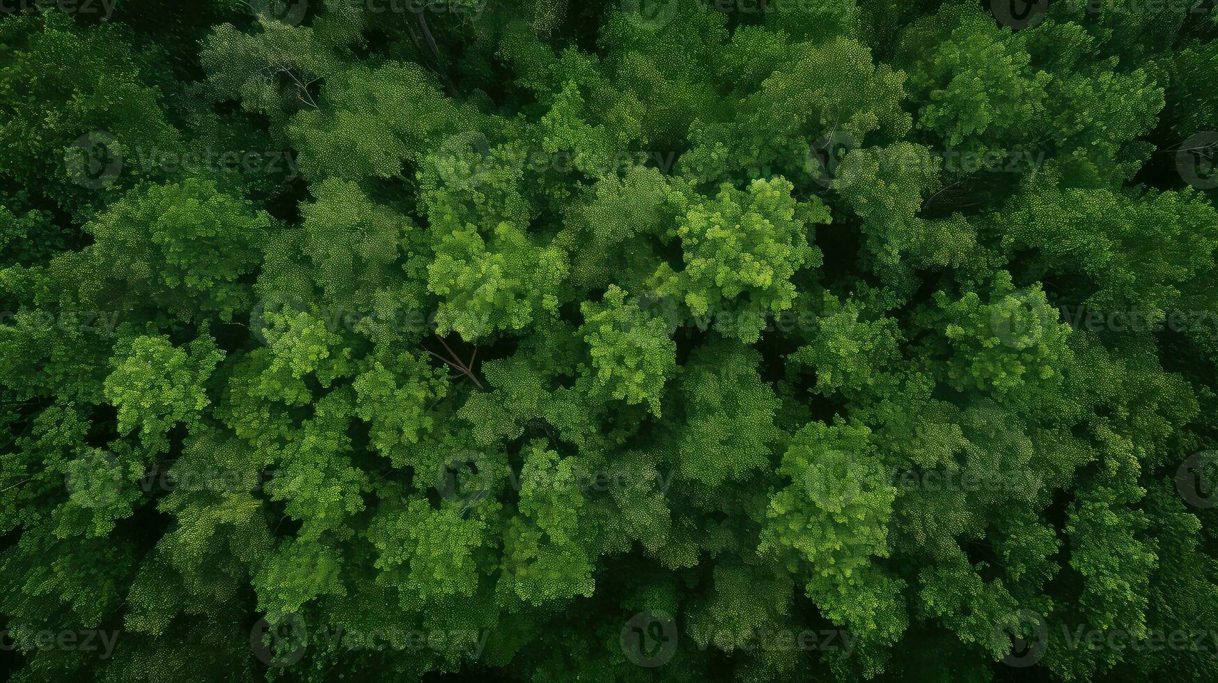 Wald Overhead Baum Rand oben Aussicht ai generiert foto