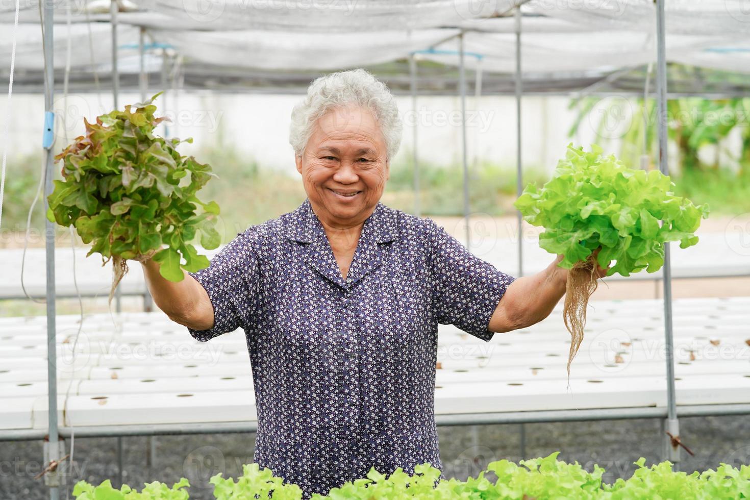 asiatische Frau, die frisches Salatgemüse im Bauernhof hält. foto