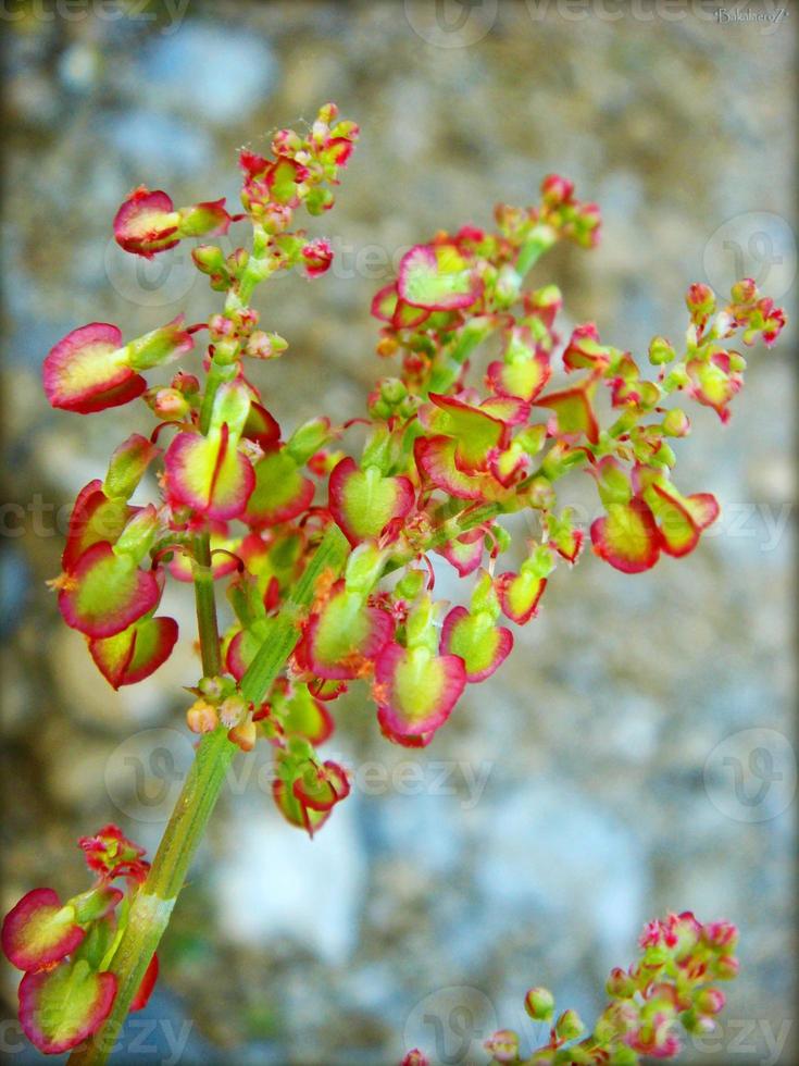 Blumenblüte Nahaufnahme Natur Hintergrund foto