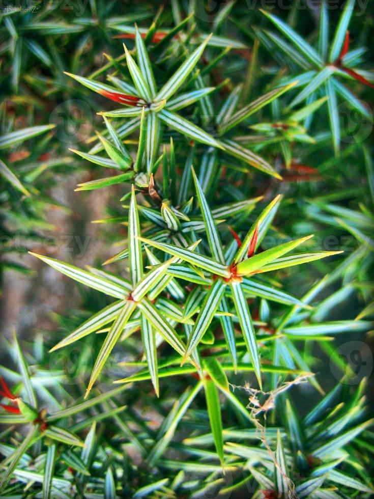 Blumenblüte Nahaufnahme Natur Hintergrund foto