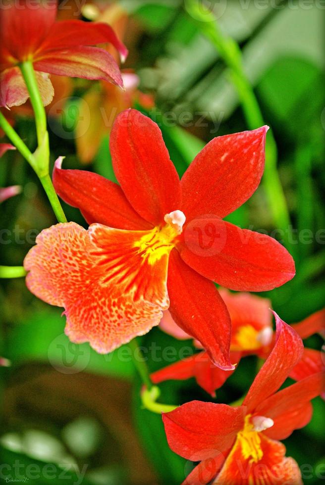 blumenblüte nahaufnahme natur hintergrund drucke foto