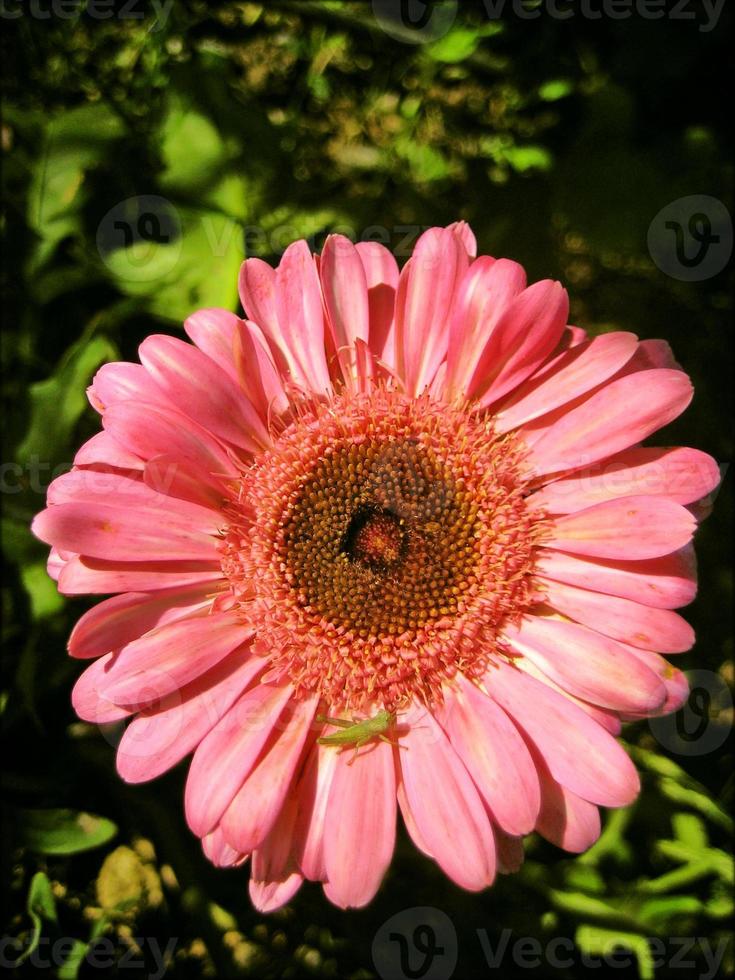 Blumenblüte Nahaufnahme Natur Hintergrund foto